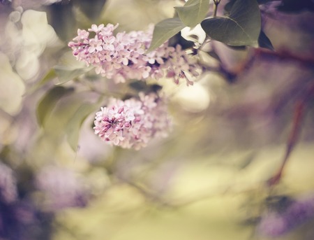 Branches with flowers on bushes of the blossoming lilac in the spring.の写真素材