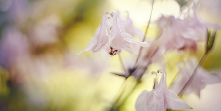 Blurred summer background with flowers of an aquilegiaの写真素材