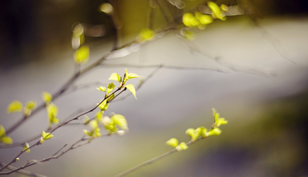 Background with green birch branches in the spring.の写真素材