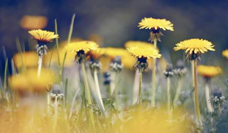 Wild summer yellow flowers of weed dandelions in the field.の写真素材