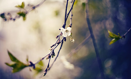 Branch of the blossoming cherry in the springの写真素材