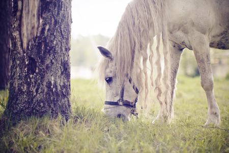 White horse with a long mane grazing on the pastureの写真素材