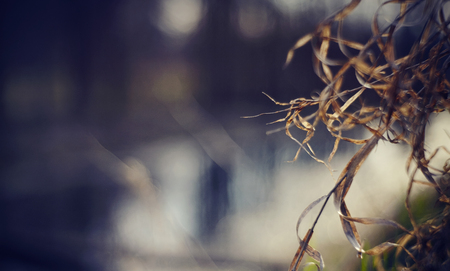 Blurred background with river and dry grass in the foreground.の写真素材