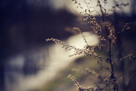 Blurred background with river and dried wormwood in the foreground.の写真素材