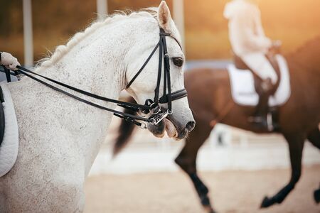 Equestrian sport. Portrait sports gray stallion in the double bridle. Dressage horse.