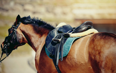 Saddle with stirrups on a back of a horse. Equestrian sport.
