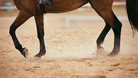 Dust under the horse's hooves. Legs of a sports horse galloping in the arena.の写真素材