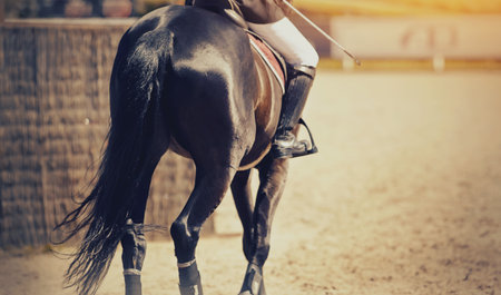Dressage of horse in the arena. Equestrian sport.の写真素材