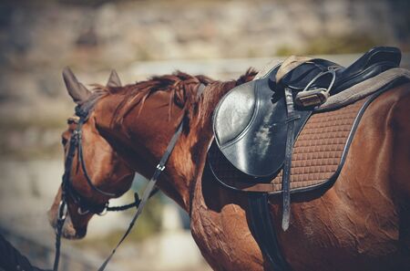 Saddle with stirrups on a back of a stallion. The back of a saddled red horse. Equestrian sport. Dressage horse.の写真素材