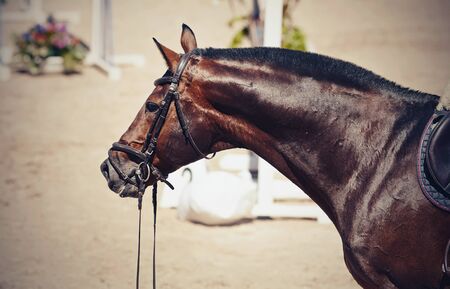 Portrait of a sporty brown saddled horse in a bridle. Equestrian sport.の写真素材