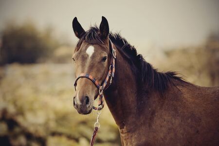 Portrait of a young sports horse with an asterisk on his forehead in a halter.の写真素材