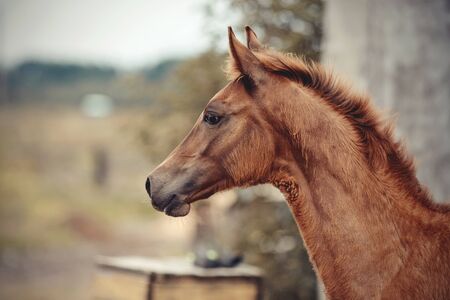 Portrait of a red foal sporting breed. Small horse.の写真素材