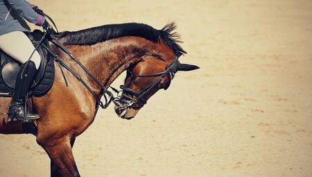 Equestrian sport. Portrait sports brown stallion in the double bridle.The leg of the rider in the stirrup, riding on a brown horse. Dressage of horses in the arena.の写真素材