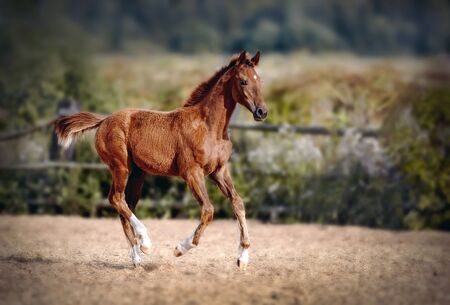 Red foal with an asterisk on his forehead run in the levada. Small horse.の写真素材
