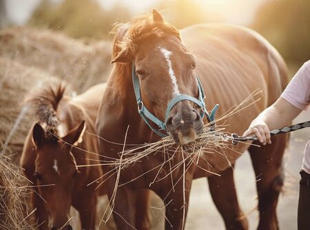 Red foal with a white star on his forehead and a red mare with a white groove on his forehead eating hay.の写真素材