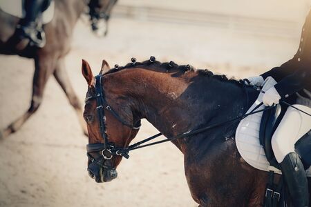 Equestrian sport. Portrait sports brown stallion in the double bridle. Dressage of horse in the arena.の写真素材