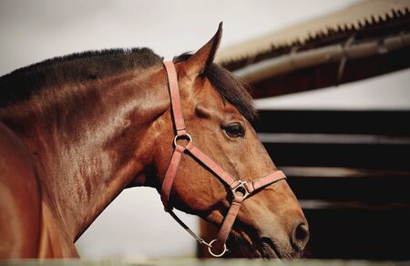 Portrait of a young sports horse of bay color in a halter.の写真素材