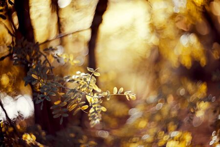 Autumn blurred background with branches with yellow leaves. Golden autumn.の写真素材