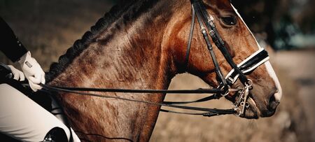 The muzzle is sports brown stallion in the bridle. Dressage horse. Equestrian sport.の写真素材
