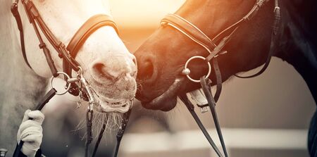 Muzzles two sports horses, black and a white, in bridles. Dressage of horses. Equestrian sport.