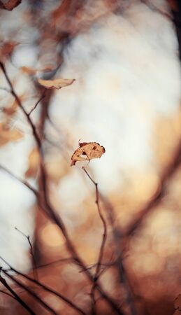 Lonely yellow leaf on a branch late fall. Autumn background with linden branches with yellow leaves. Golden autumn.の写真素材