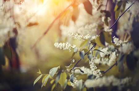 Branch of the blossoming bird cherry in the spring.の写真素材