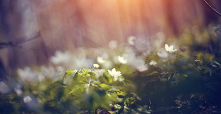 Blurred background with spring primroses.White spring flowers wild anemone illuminated by the sun.の写真素材