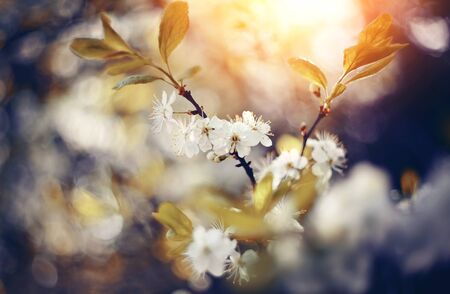 Branches of the blossoming cherry in the spring.の写真素材
