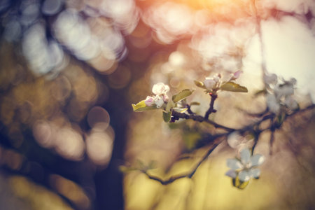 Blossomings of an apple-tree in the spring. Branches with flowers of Apple tree.