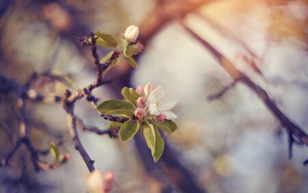 Blossomings of an apple-tree in the spring. Branches with flowers of Apple tree.の写真素材