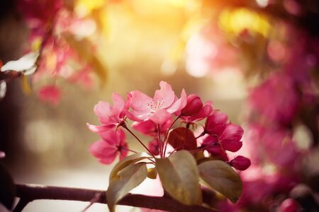 Branch with pink flowers of Apple tree in springの写真素材