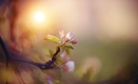 The bouton of apple flower is pink. Blossomings of an apple-tree in the spring. Branches with flowers of Apple tree.の写真素材