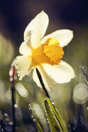 White and yellow Narcissus flower in the morning in the dew..の写真素材