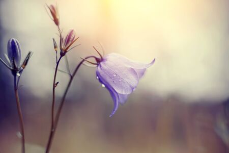 Harebell summer wildflowers - Campanula. Wild blue flowers.の写真素材