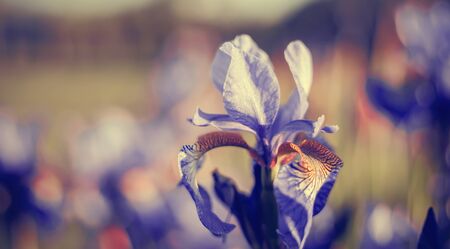 Background with Multi-colored flowers of an iris in the summerの写真素材