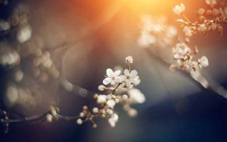 Branch with white flowers of a cherry tree in the spring.