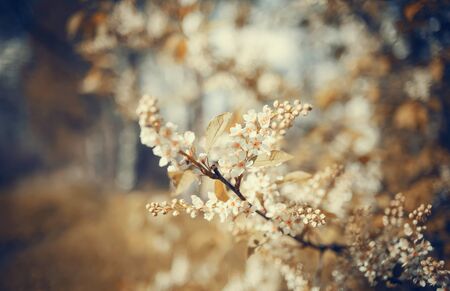Branch of the blossoming bird cherry in the spring.の写真素材