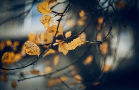 Autumn background with branches with yellow leaves. Golden autumn.の写真素材