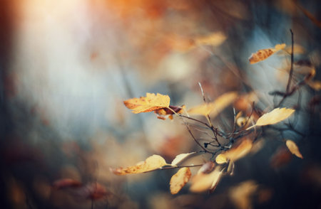 Autumn background with branches with yellow leaves. Golden autumn.