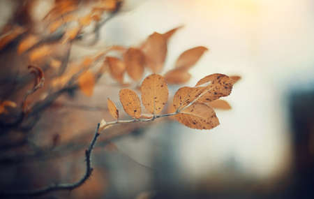 Autumn background with yellow leaves of a dogrose on branches. Golden autumn.の写真素材