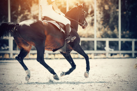 Equestrian sport. Galloping horse. Dressage of horses in the arena. The leg of the rider in the...