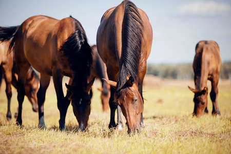 A herd of sporting horses grazing on the field.の写真素材