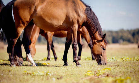 A herd of sporting horses grazing on the field. Horses grazing in the field. Rural landscape.の写真素材