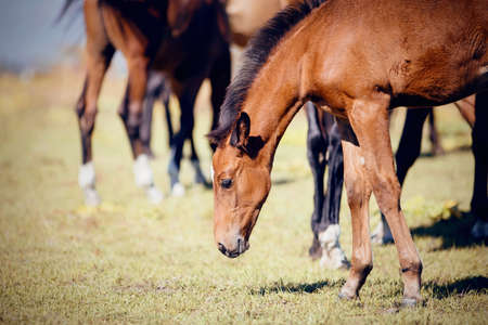 Curious foal grazing in the field in the herd. A herd of red sports horses.の写真素材
