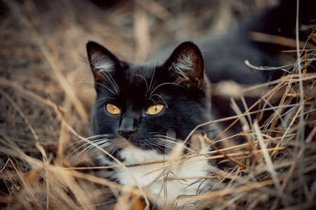 A black cat with yellow eyes is lying in the hay.の写真素材