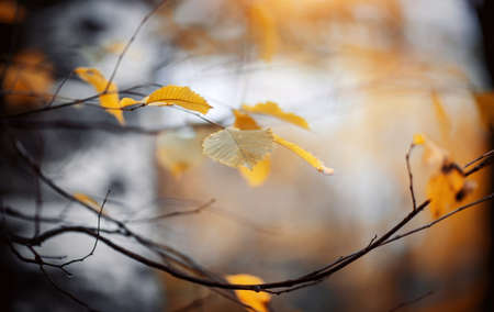Autumn background with yellow leaves on branches. Golden autumn.の写真素材