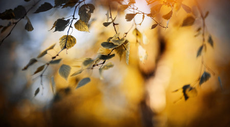Autumn background with yellow leaves on branches. Golden autumn. The branches of the birch in autumn...