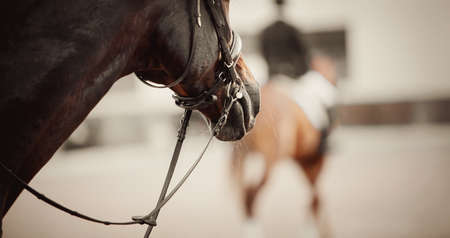 Nose of a sports horse in the bridle in the arena.の写真素材