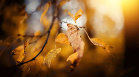 Autumn background with linden branches with yellow withered leaves. Golden autumn.の写真素材