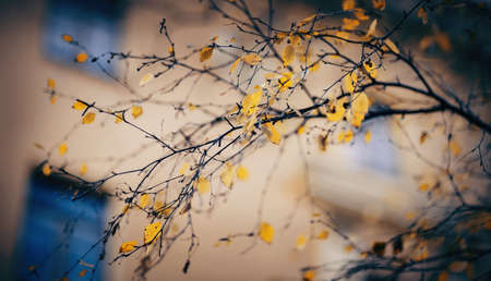 Autumn background with yellow leaves on branches. Golden autumn. The branches of the birch in autumn leaves. Yellow leaves on a branch in late autumn against the background of the house.の写真素材
